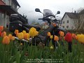 2015_04_30_do_02_007_tulpen