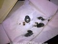 2016_01_29_fr_04_005_oelablassschraube_magnetisch