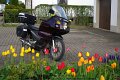 2016_04_27_mi_03_043_innova-RT_tulpen