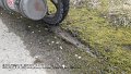 2025_02_07_fr_01_004_honda_innova_rutschiger_untergrund_beim_imbiss