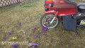 2025_03_21_fr_03_003_honda_innova_im_fruehling