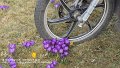 2025_03_21_fr_03_004_honda_innova_im_fruehling