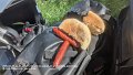 2026_04_25_sa_01_015_honda_innova_pause_bei_Falkenberg_wabern