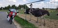 2018_07_29_so_02_006_innova_ritzelrunde_straussenfarm_holzkirch