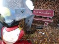 2016_11_20_so_02_018_givischeibe_fuern_arsch_steinekirch
