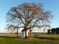 2016_12_03_sa_01_018_honda_vision_110_kloster_roggenburg