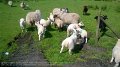 2017_05_28_so_01_454_zwischen_tindale_fell_und_midgeholme_A689